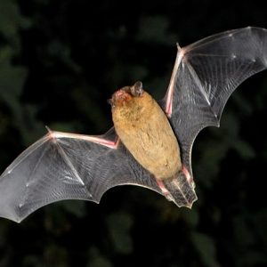 bat walk - image of a bat in flight