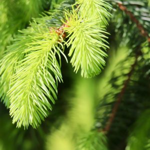 tips of branches of spruce tree
